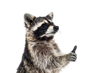 A cute raccoon, with its paws up, offers an enthusiastic thumbs-up gesture against a black background