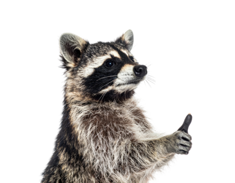 A cute raccoon, with its paws up, offers an enthusiastic thumbs-up gesture against a black background