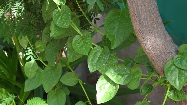 Malabar spinach climbing with tree
