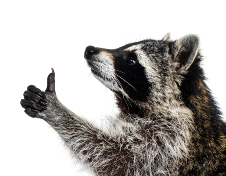 A raccoon, black mask & thumb up. Digitally isolated, positive emotion - Powered by Adobe