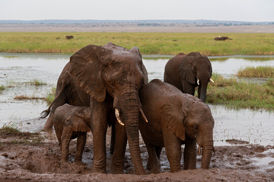 african savanna elephants or loxodonta africana in mud at waterhole within tarangire national park tanzania