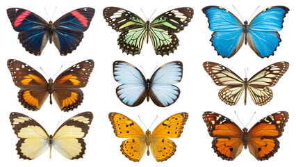 set of colorful butterflies isolated