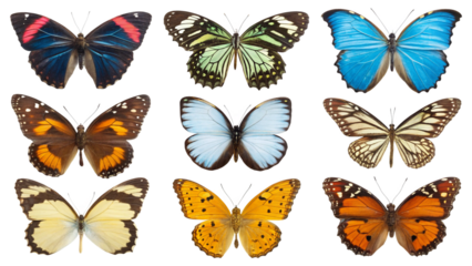 set of colorful butterflies isolated
