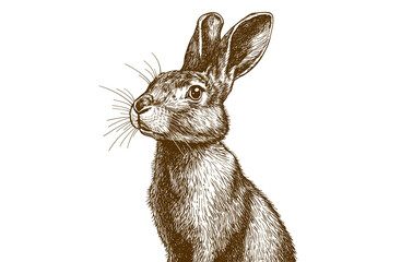 Hare, rabbit, sketch. Vintage retro print, wild hare, farm rabbit sketch ink pencil style drawing, linear drawing, engrave old school. Sketch artwork silhouette wild hare, farm rabbit. Illustration