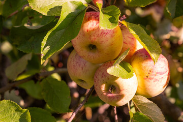Beautiful red ripe apples on a branch, photographed close-up in the sunlight. Natural apples in an...