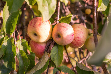Beautiful red ripe apples on a branch, photographed close-up in the sunlight. Natural apples in an orchard, daylight. Harvest 2025