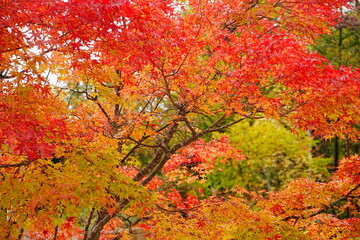 Autumn Scenery of Mountain and Shinhotaka Ropeway in Gifu, Japan - 日本 岐阜 新穂高ロープウェイ 秋の山