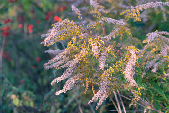 Fluffy seed heads of the plant named Solidago genus or Goldenrod (Asteraceae) in the rays of sun