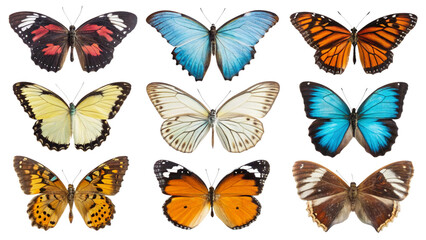 set of colorful butterflies isolated white