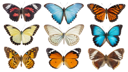 set of colorful butterflies isolated white