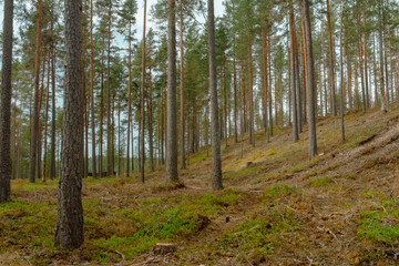 Lichtdurchfluteter schwedischer Nadelwald mit hohen schlanken Bäumen – natürliche...