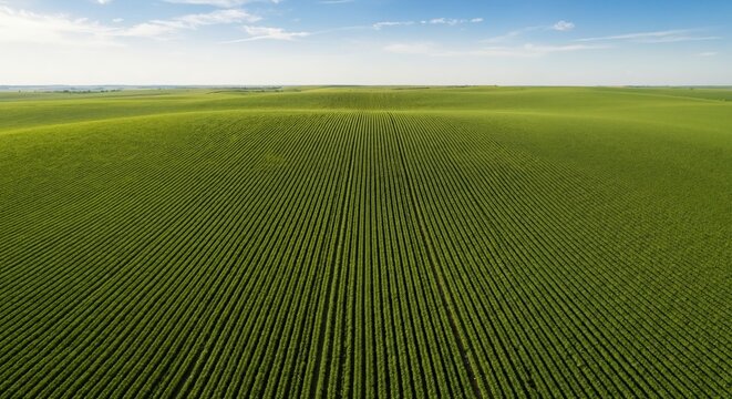 Aerial view of a vast green agricultural field with rows of crops. Rural landscape with rolling hills under a blue sky. Modern farming concept