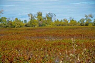 autumn marsh landscape with autumn wetland colors