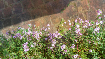 Decorative groundcover plant Gypsophila repens in a city garden.Place for text. Top view