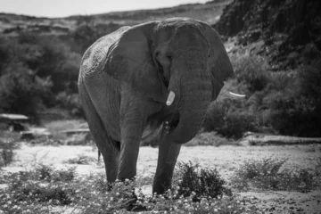 Tableau sur plexiglas Le salon Die Tiere des Damaralandes  © Olaf Schlenger