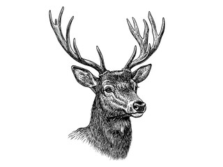 Deer fawn. Vintage retro print, black white deer fawn sketch ink pencil style drawing, engrave old school. Sketch artwork silhouette reindeer, fawn. Side view profile. Illustration