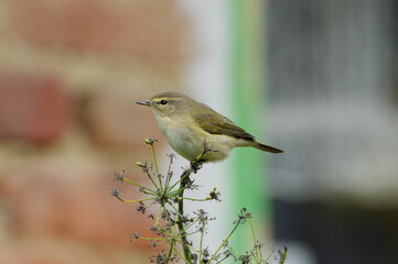 Phylloscopus collybita. Siberian chiffchaff