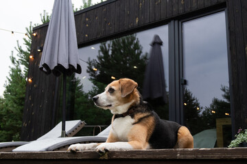 Happy dog the yard of a holiday home