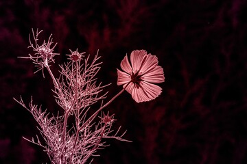 Abstraktes dynamisches futuristisches digitales Kunstwerk ohne Mithilfe von "KI " am PC selbst erstellt	