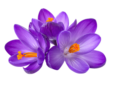A cluster of vibrant purple spring flowers against a black background