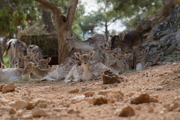 Group of fallow deer resting under trees in natural habitat