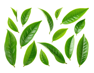 Assortment of vibrant green tea leaves, arranged randomly on a stark, black background