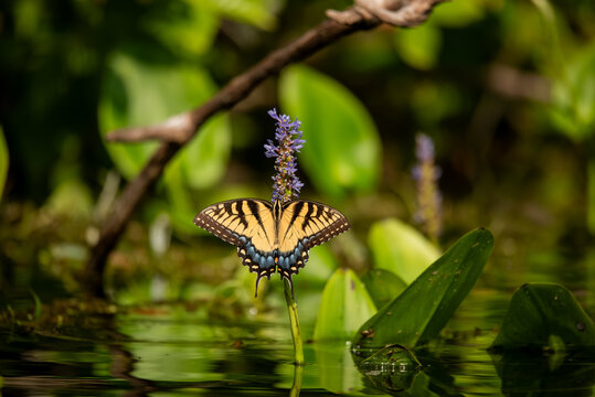 Eastern Tiger Swallowtail Butterfly
