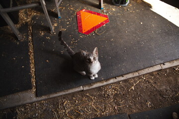 Domestic cats in a backyard in Ontario, Canada.