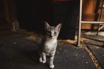 Domestic cats in a backyard in Ontario, Canada.