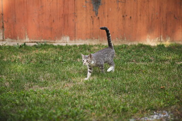 Domestic cats in a backyard in Ontario, Canada.