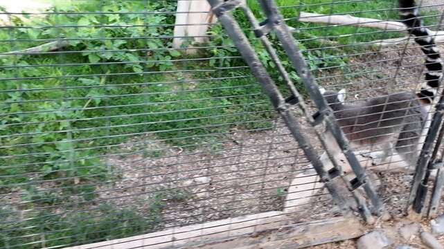 Two ring-tailed lemurs perched on a log, surrounded by lush greenery.