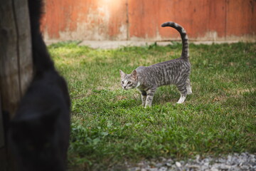 Domestic cats in a backyard in Ontario, Canada.