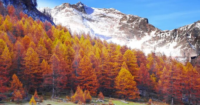 Fantastic foliage on Alpe Devero in Italy