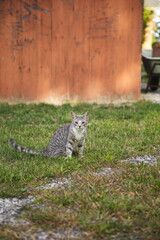 Domestic cats in a backyard in Ontario, Canada.