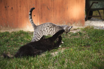 Domestic cats in a backyard in Ontario, Canada.