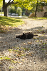 Domestic cats in a backyard in Ontario, Canada.