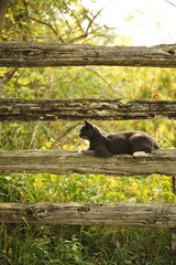 Domestic cats in a backyard in Ontario, Canada.