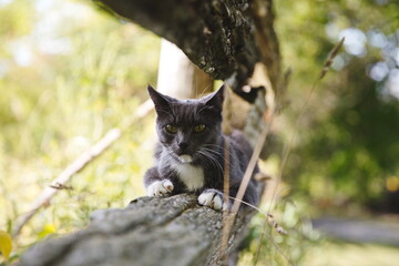 Domestic cats in a backyard in Ontario, Canada.
