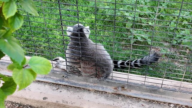 A Ring‑tailed Lemur sits alert on a grassy patch within a mesh‑fenced zoo enclosure.