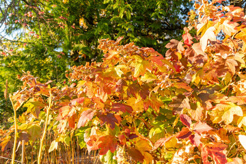 Oakleaf hydrangea or Hydrangea Quercifolia plant in Saint Gallen in Switzerland 3.11.2025