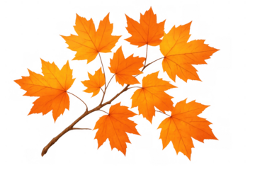 Autumn maple branch displaying vibrant orange foliage, seasonal fall leaves with transparent background