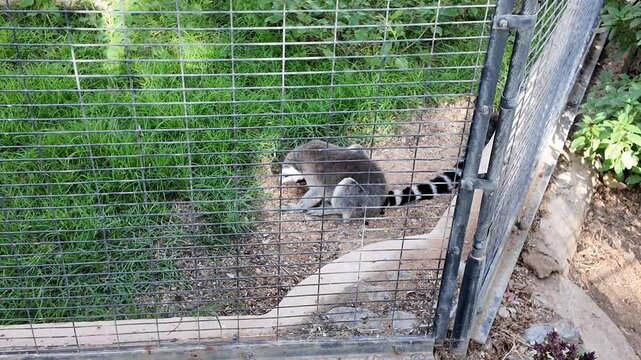 Two ring-tailed lemurs perched on a log, surrounded by lush greenery.