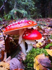 Fliegenpilz beh&uuml;tet 