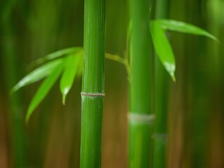 Naklejka premium Fresh vibrant green bamboo stalks with leaves in a natural setting.