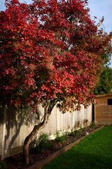 autumn tree in the garden