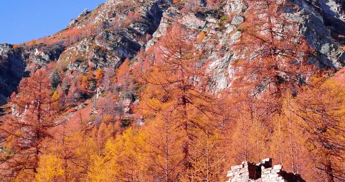 Foliage on the Devero Alps in Italy.