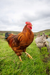 rooster in the grass side view
