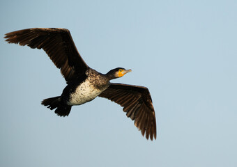 Closeup of a Great Cormorant flying at Tubli bay, Bahrain