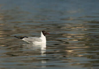 Portrait of a Black-headed gull at Tubli bay, Bahrain