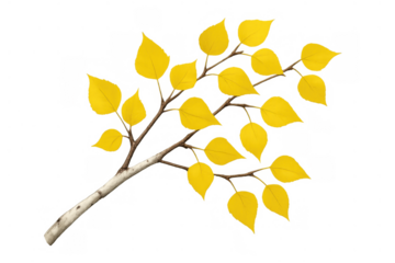 Autumn birch branch with vibrant yellow leaves displaying seasonal change, isolated on a transparent background